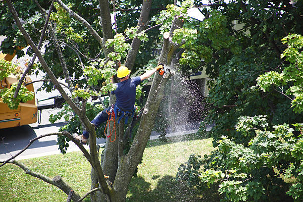 Best Tree Preservation Services  in Big Sky, MT