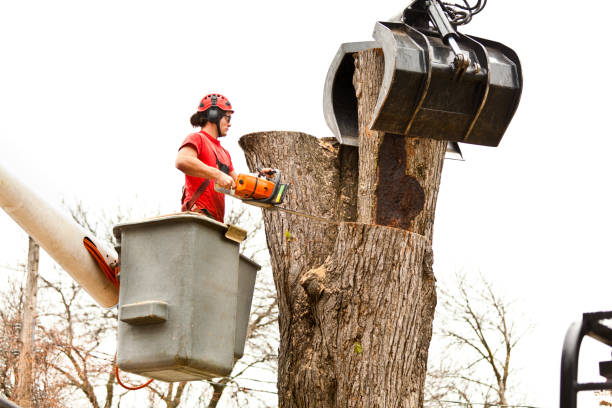 Best Tree Maintenance Programs  in Big Sky, MT